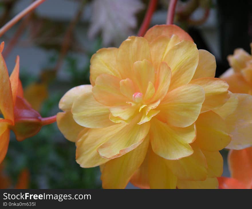 Flower, Yellow, Plant, Flowering Plant