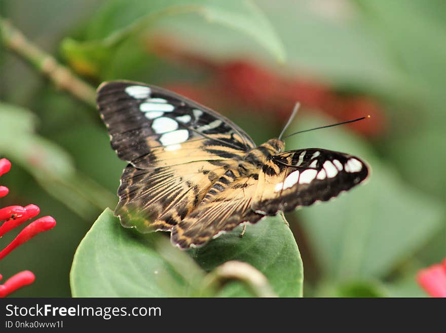 Butterfly, Insect, Moths And Butterflies, Invertebrate