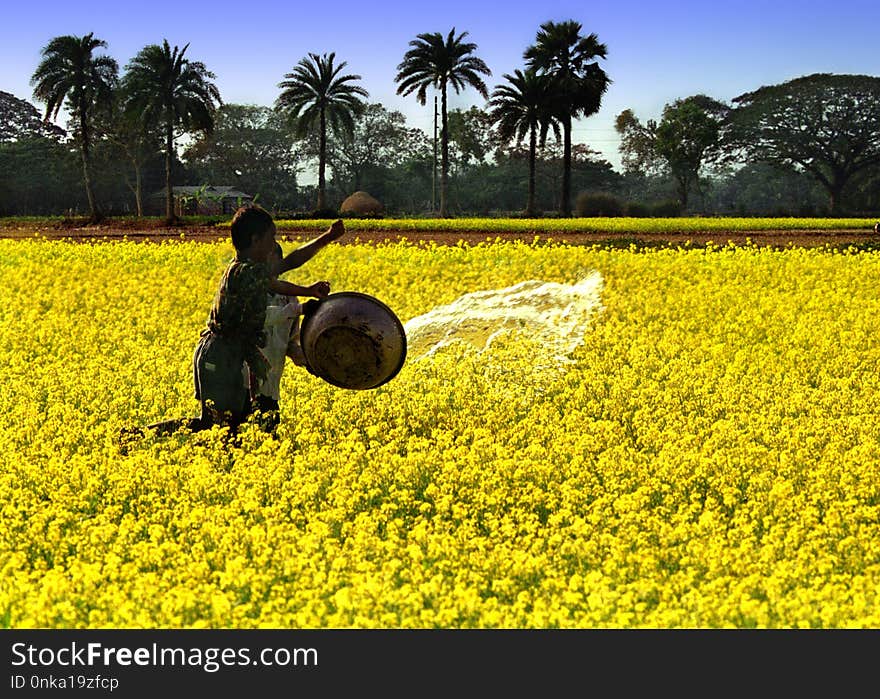 Yellow, Field, Canola, Rapeseed