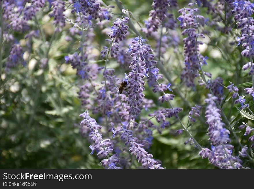 Plant, Lavender, Lilac, Hyssopus