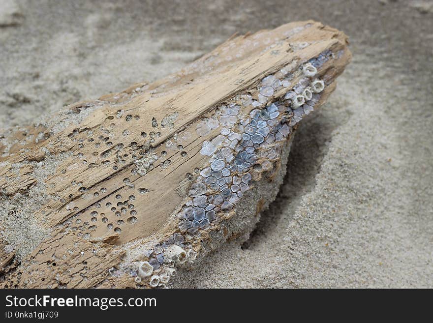 Wood, Rock, Geology, Bedrock