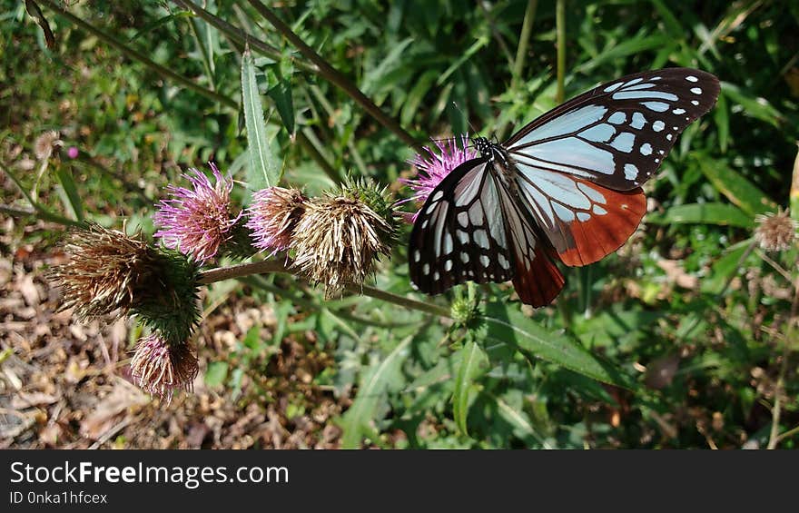 Butterfly, Moths And Butterflies, Brush Footed Butterfly, Insect