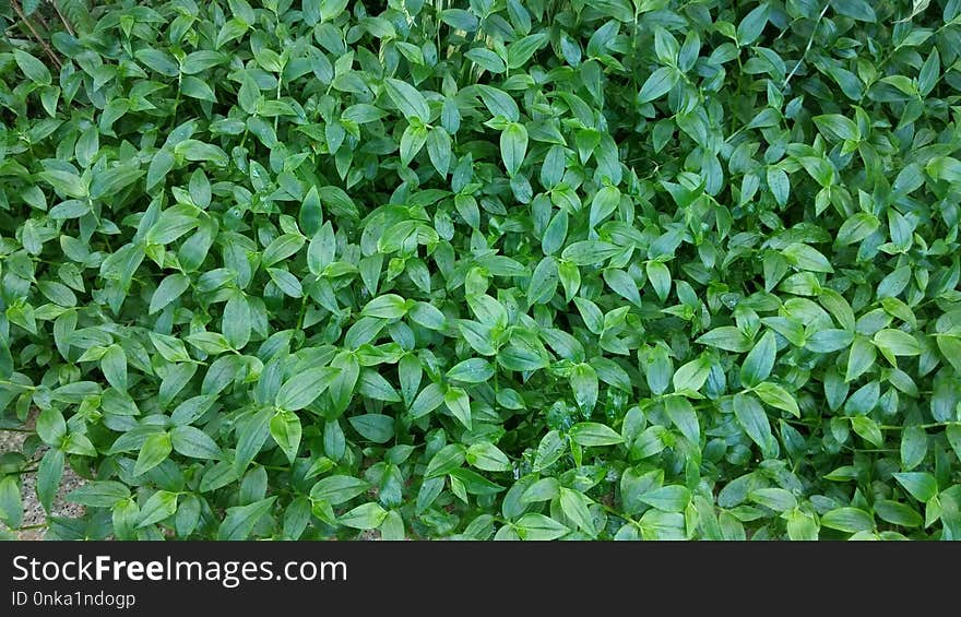 Plant, Grass, Leaf, Groundcover