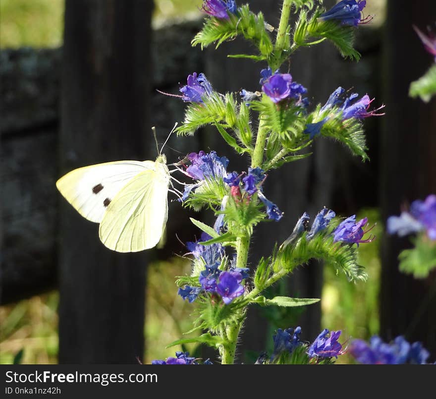 Butterfly, Moths And Butterflies, Brush Footed Butterfly, Insect