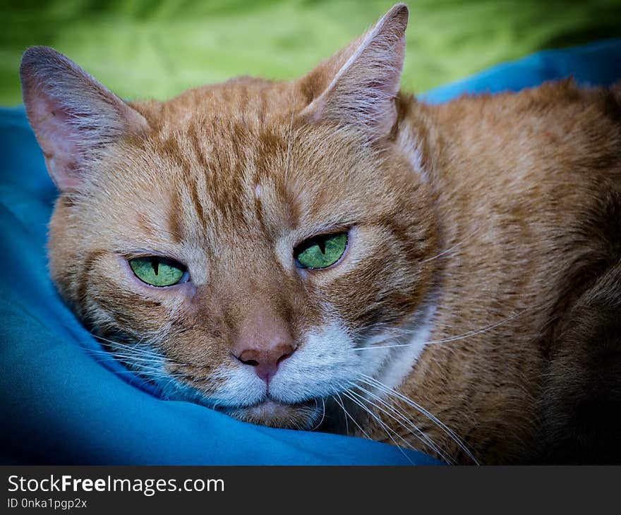 Cat, Whiskers, Fauna, Small To Medium Sized Cats