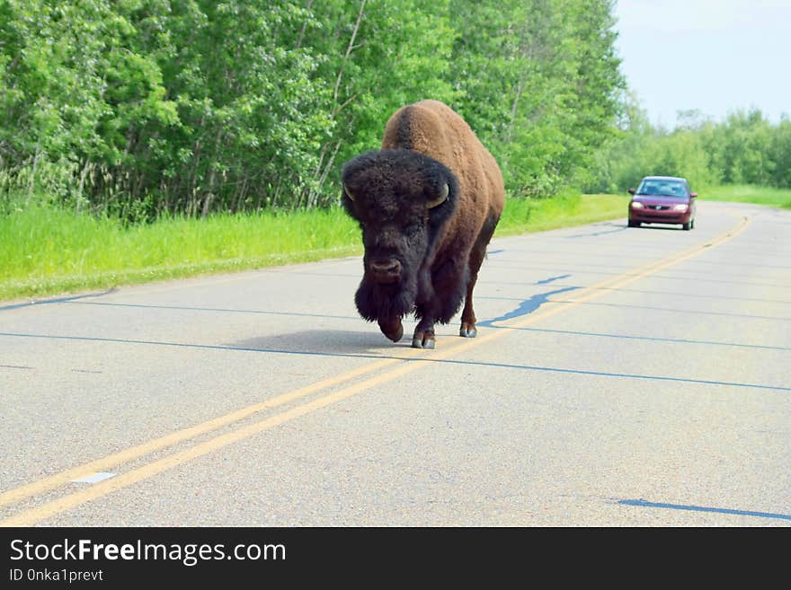 Bison, Cattle Like Mammal, Grass, Road