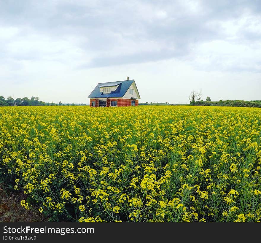 Canola, Yellow, Rapeseed, Field