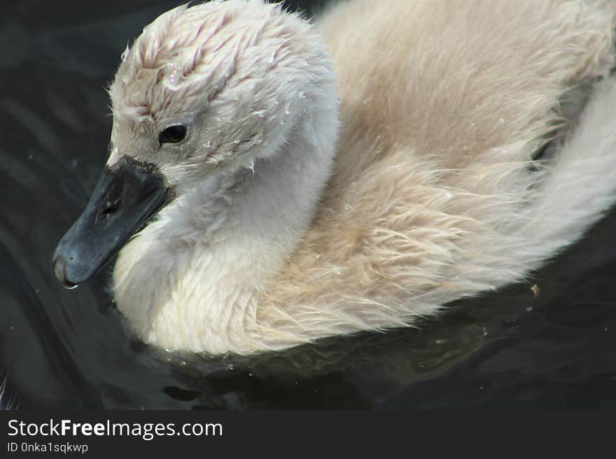 Swan, Water Bird, Bird, Ducks Geese And Swans