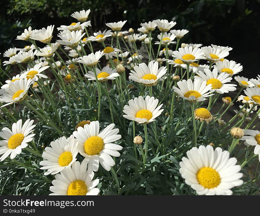 Flower, Oxeye Daisy, Plant, Flowering Plant