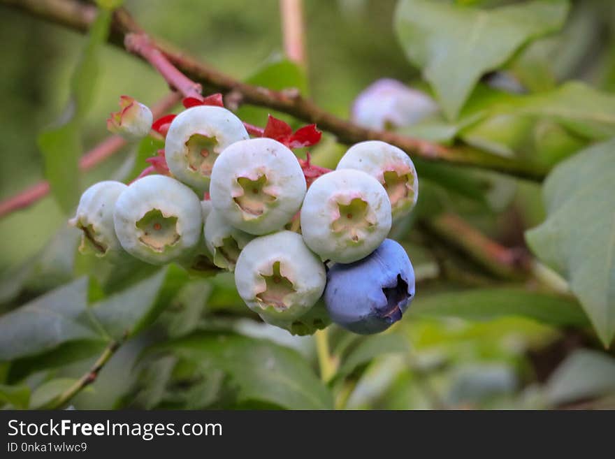 Flora, Plant, Fruit, Berry