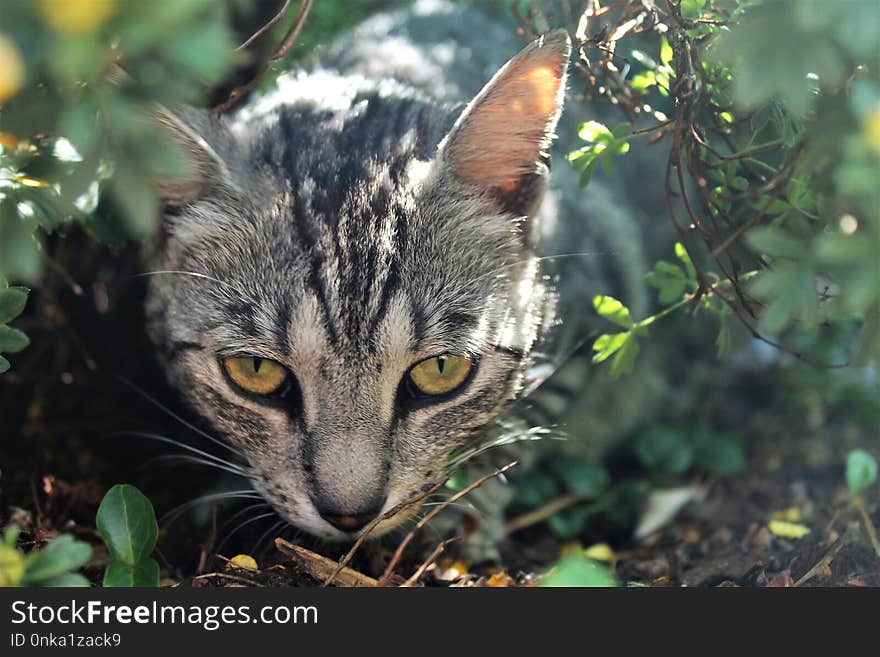 Cat, Fauna, Mammal, Whiskers