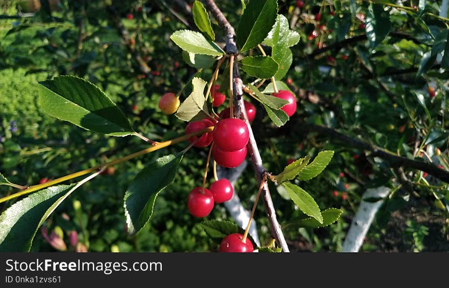 Fruit, Plant, Fruit Tree, Branch