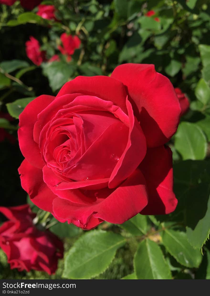 Rose, Flower, Rose Family, Garden Roses