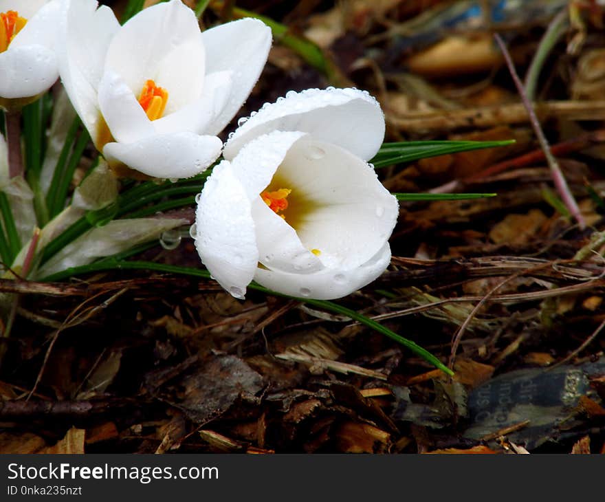 Flower, Plant, Flowering Plant, Crocus