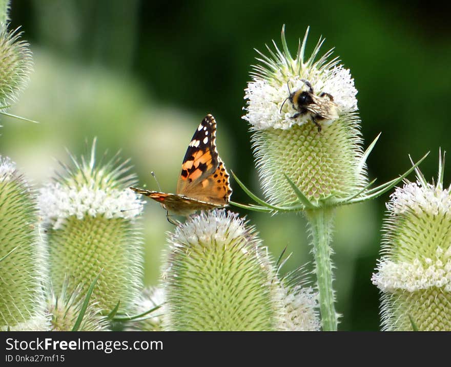 Insect, Invertebrate, Organism, Brush Footed Butterfly