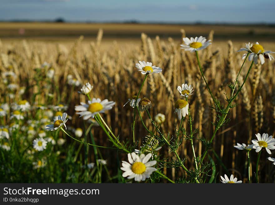 Flower, Yellow, Wildflower, Field