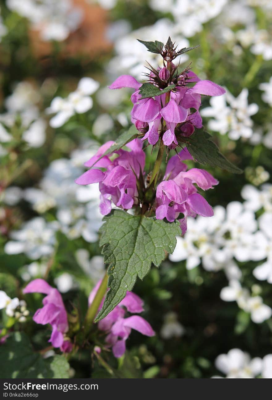 Plant, Flower, Flora, Flowering Plant