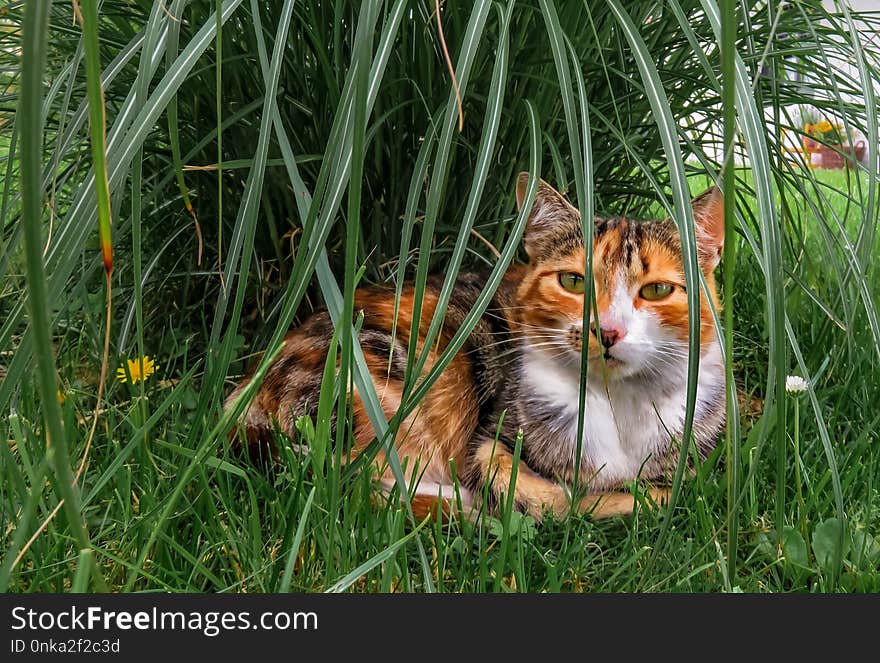 Cat, Fauna, Grass, Whiskers