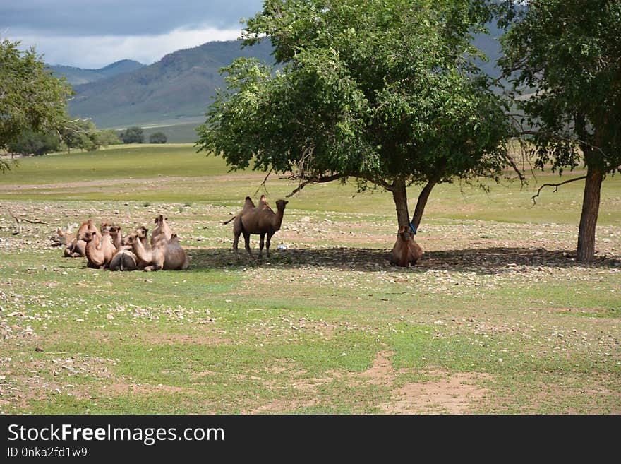 Nature Reserve, Ecosystem, Pasture, Grassland