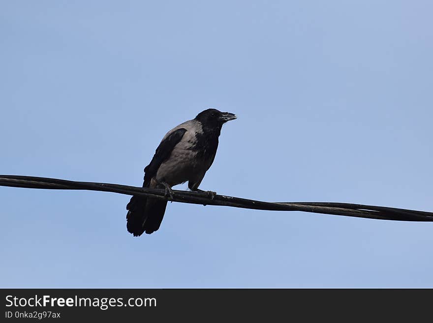 Bird, Fauna, Crow Like Bird, Beak