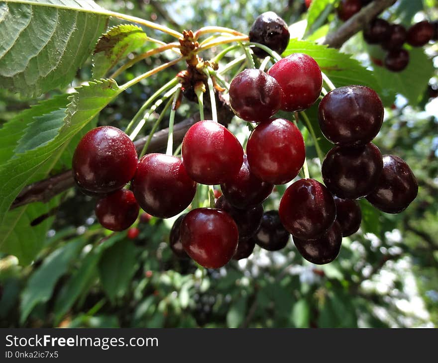 Cherry, Natural Foods, Fruit, Berry