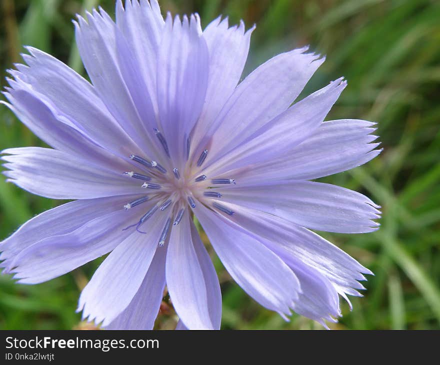 Chicory, Flower, Flora, Plant