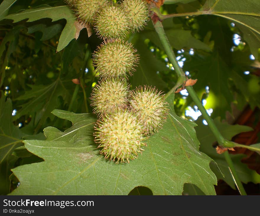 Rambutan, Vegetation, Flora, Plant