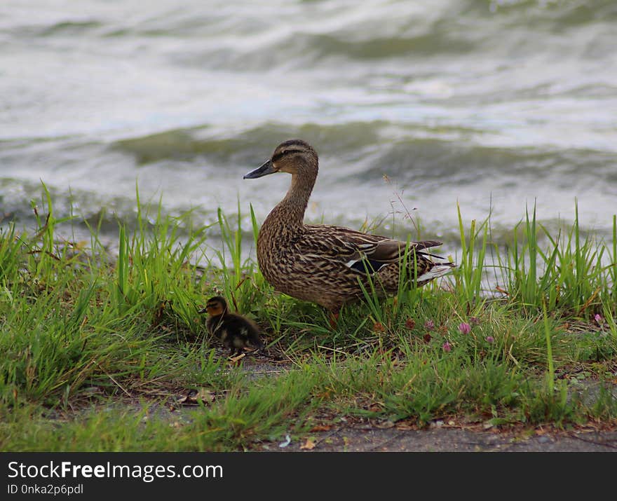 Bird, Duck, Water Bird, Fauna