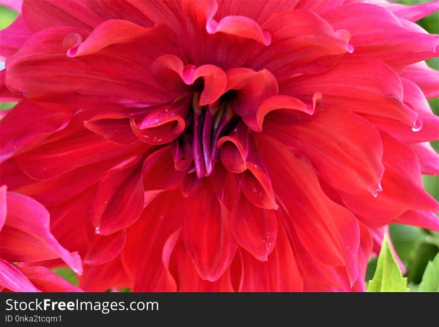 Flower, Plant, Flowering Plant, Dahlia