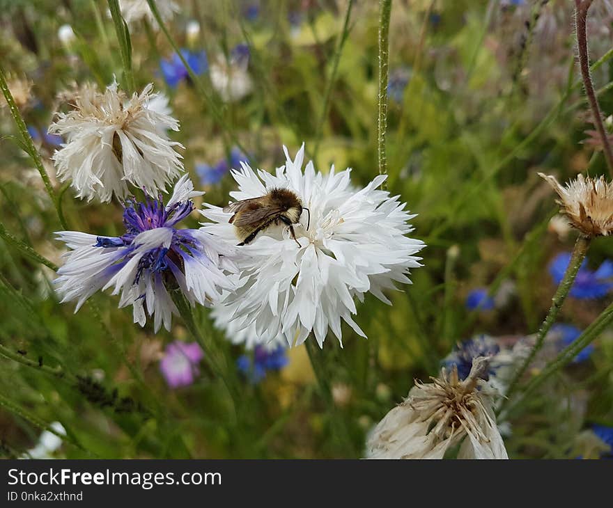 Flower, Flora, Plant, Spring