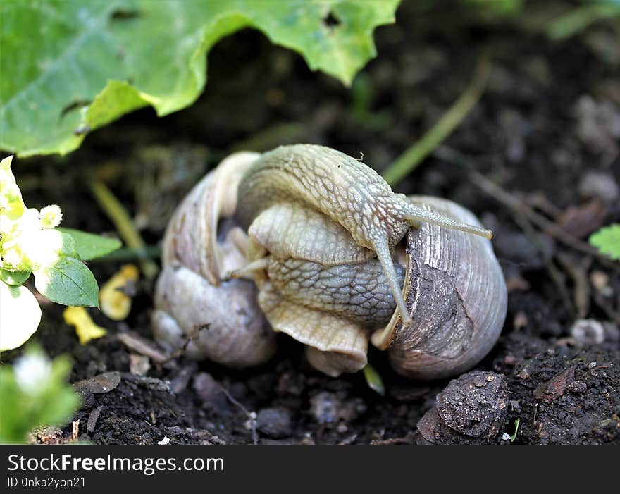 Terrestrial Animal, Snails And Slugs, Slug, Snail