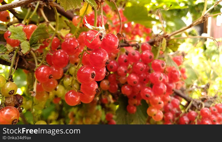 Fruit, Berry, Currant, Plant