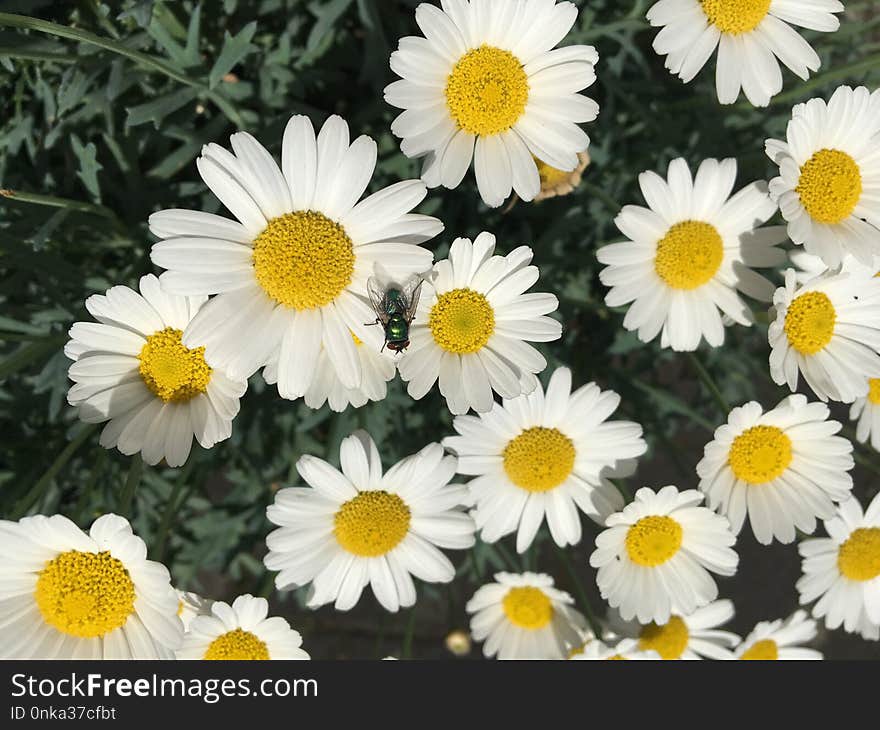 Flower, Oxeye Daisy, Chamaemelum Nobile, Tanacetum Parthenium