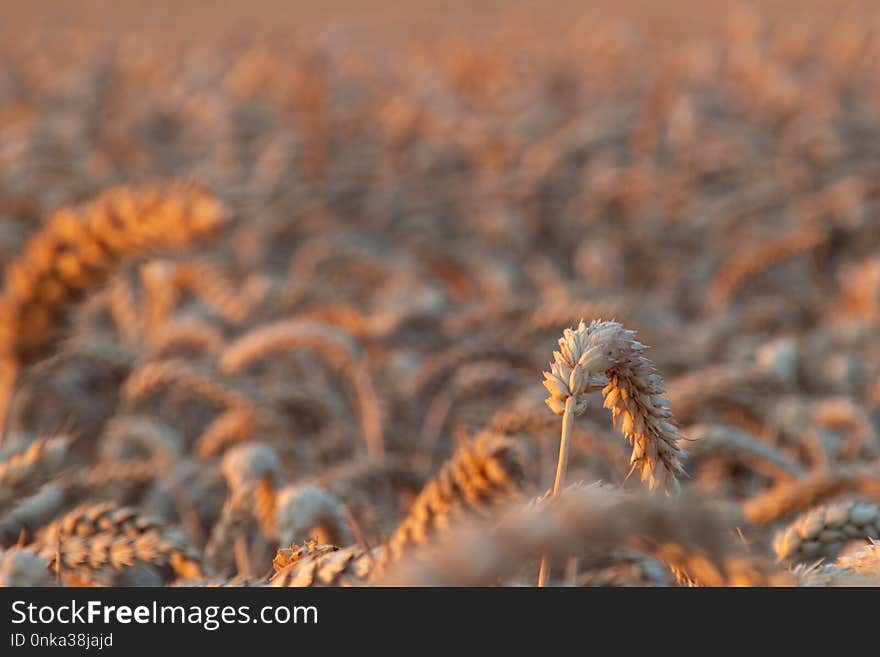 Grass Family, Wheat, Close Up, Field