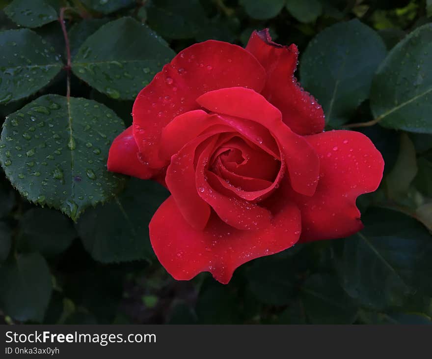 Rose, Flower, Red, Rose Family