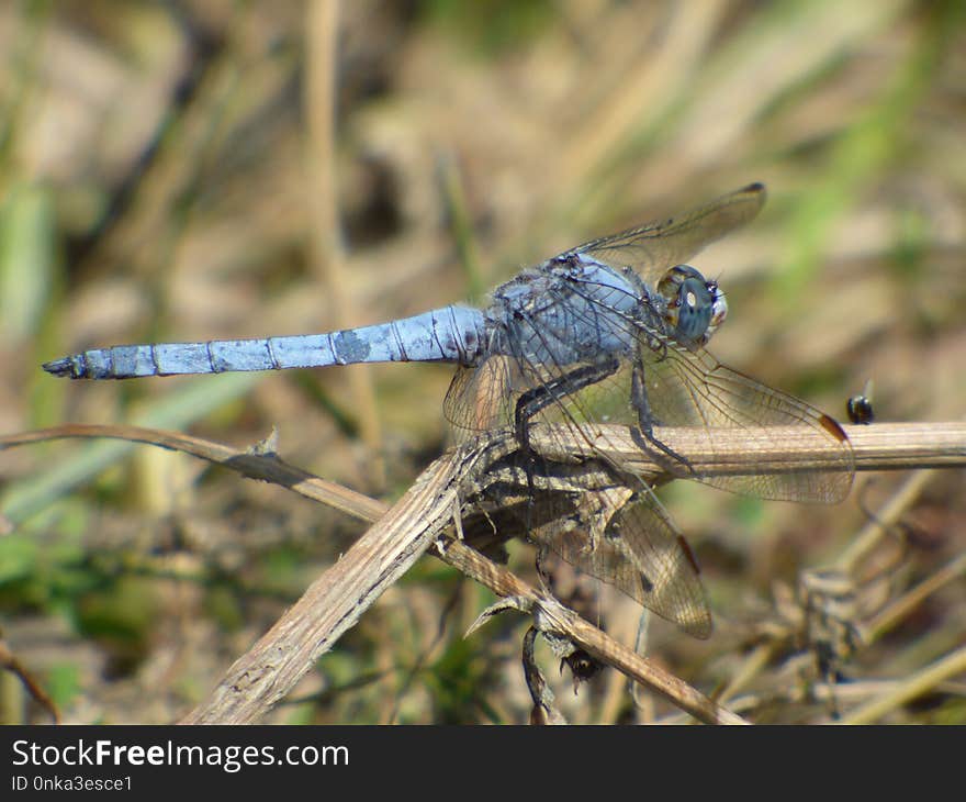 Dragonfly, Insect, Dragonflies And Damseflies, Invertebrate