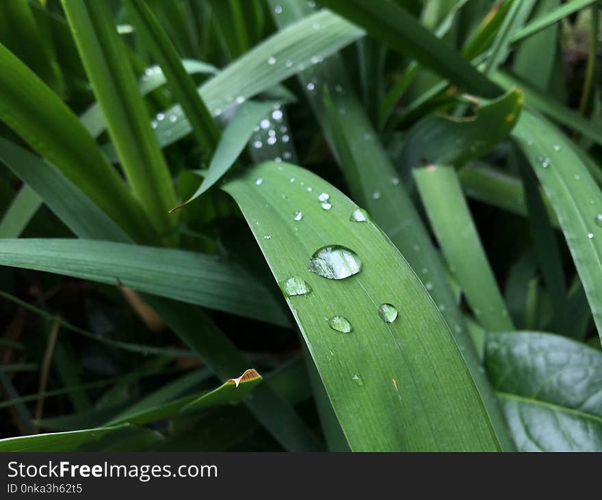 Water, Dew, Leaf, Moisture