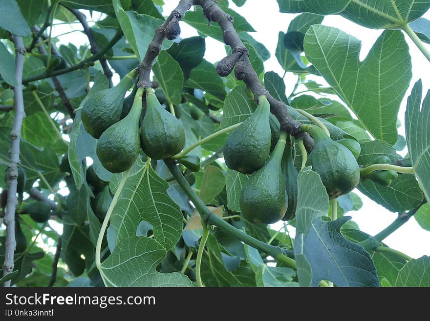 Fruit Tree, Plant, Fruit, Leaf