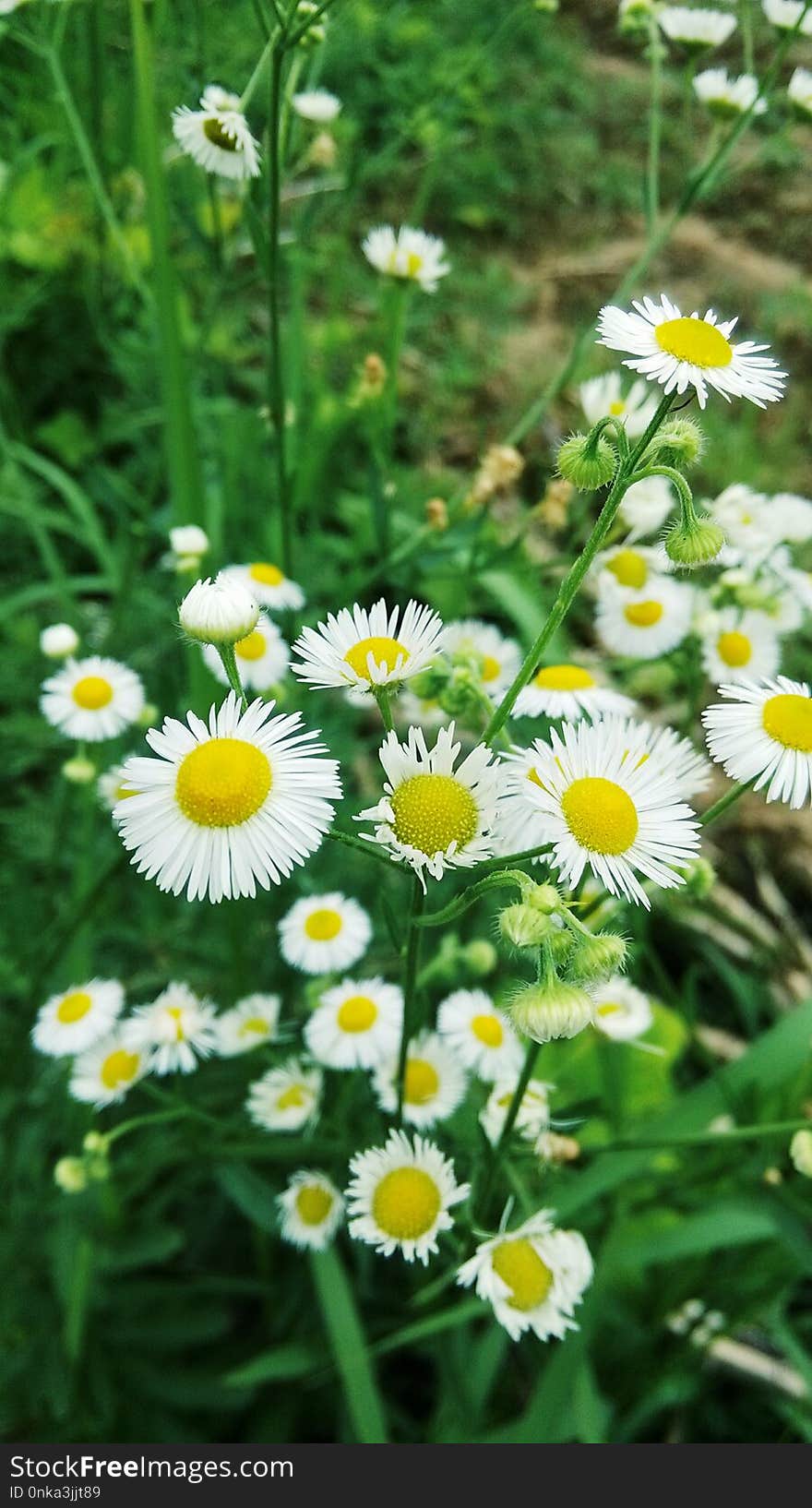 Flower, Chamaemelum Nobile, Tanacetum Parthenium, Plant