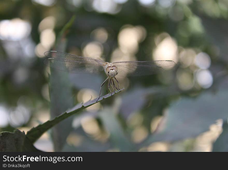 Fauna, Dragonfly, Insect, Invertebrate