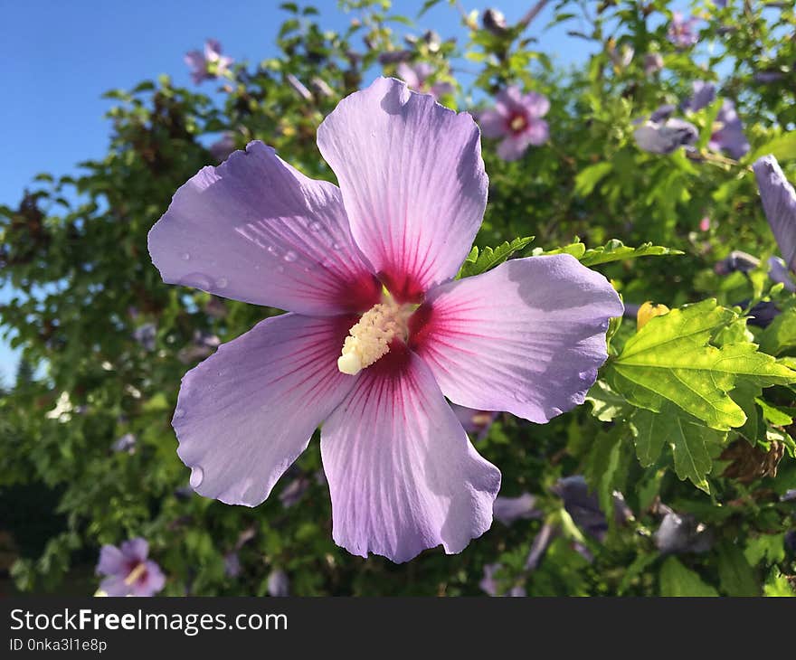 Flower, Plant, Flowering Plant, Flora