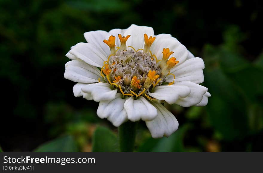 Flower, Flora, Petal, Wildflower