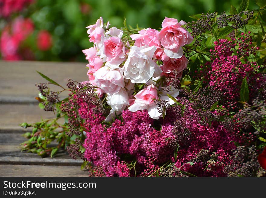 Flower, Plant, Pink, Flowering Plant