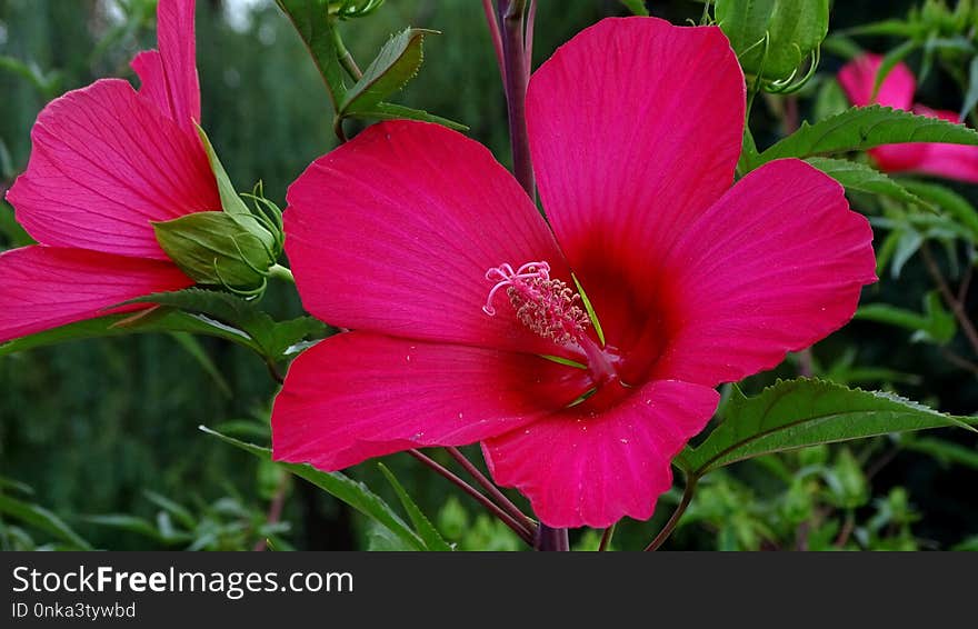 Flower, Plant, Hibiscus, Flowering Plant