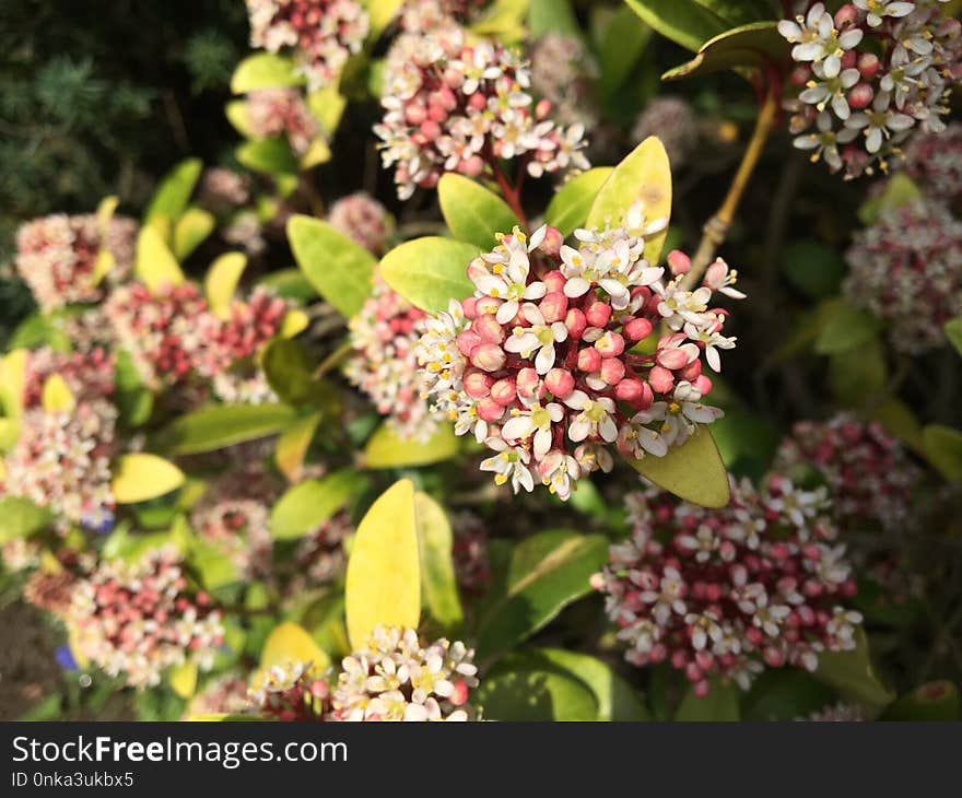 Plant, Flower, Flora, Shrub