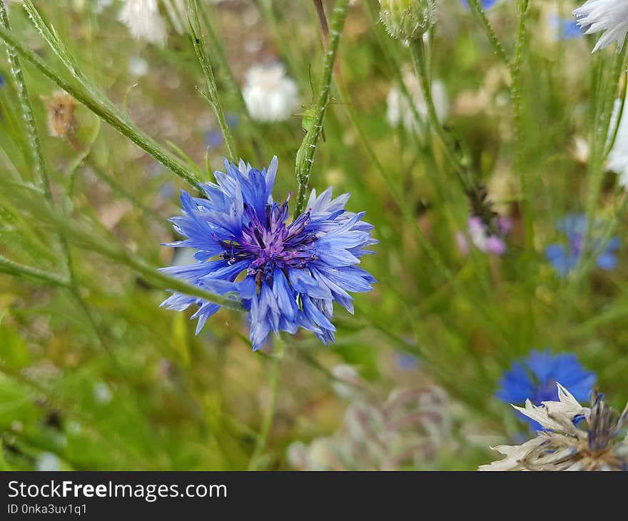 Flower, Plant, Flora, Grass