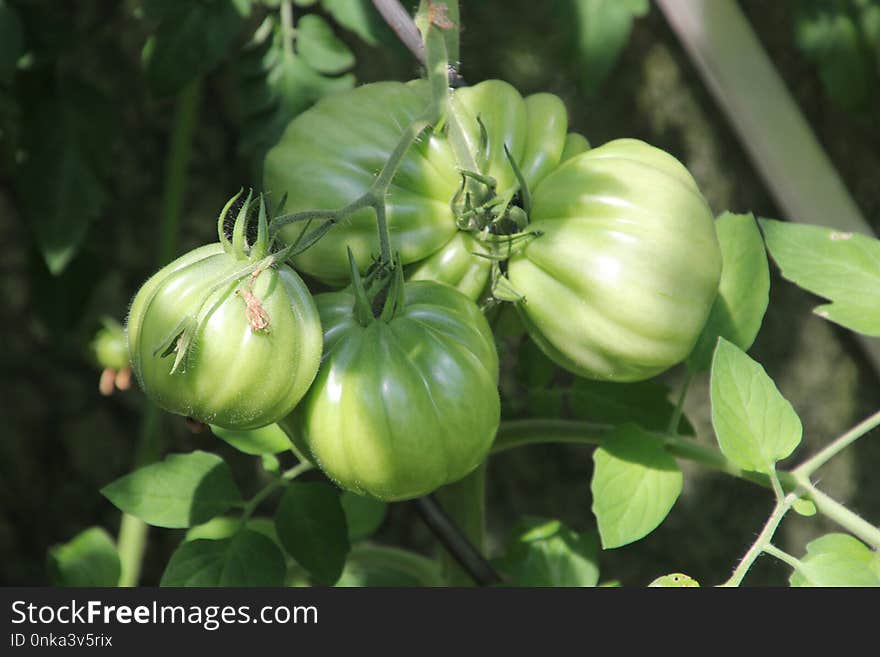 Plant, Local Food, Fruit, Bush Tomato