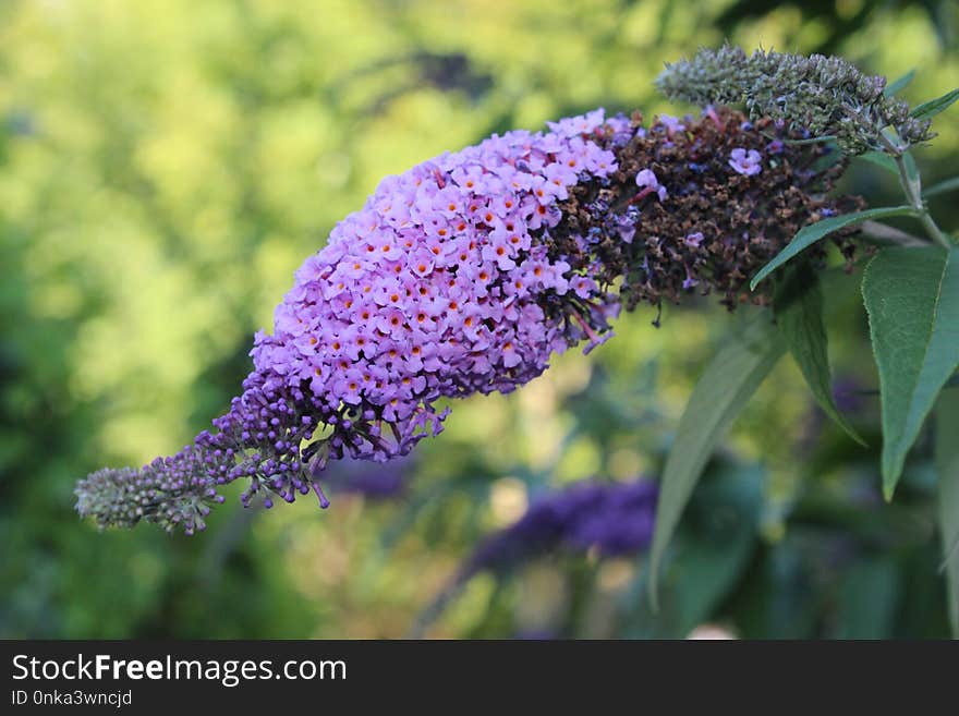 Lilac, Purple, Flora, Plant