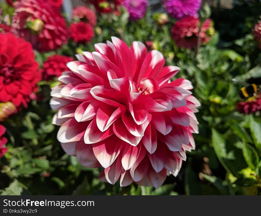 Flower, Plant, Flowering Plant, Dahlia