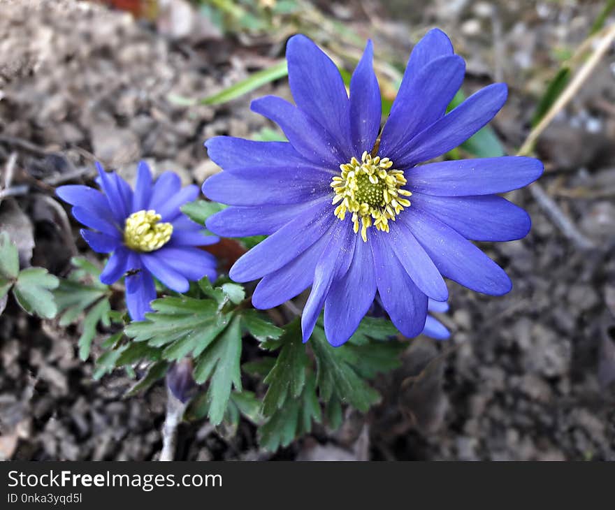 Flower, Blue, Flora, Plant